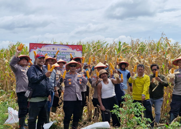 Polsek Balongbendo Panen Raya Jagung, Dukung Ketahanan Pangan Nasional