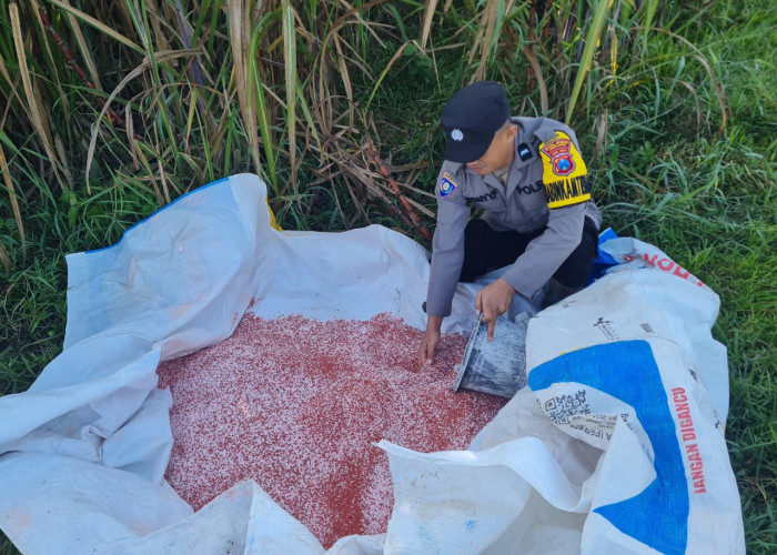 Sukseskan Program Asta Cita Presiden, Bhabinkamtibmas Selokgondang Turun ke Ladang Bantu Pemupukan Jagung