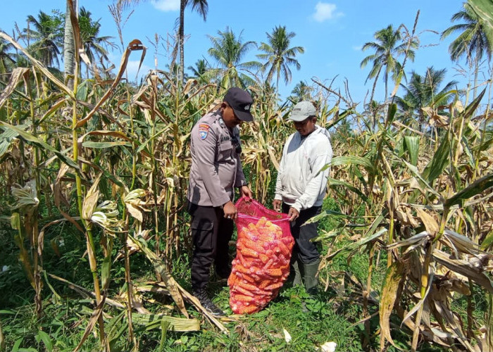 Dukung Asta Cita Presiden, Bhabinkamtibmas Senduro Dampingi Petani Panen Jagung