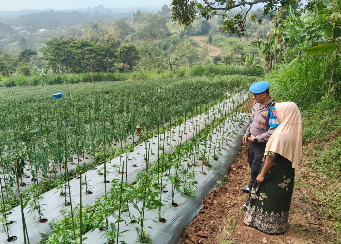Bhabinkamtibmas Polsek Nongkojajar Sambangi Lahan Cabai, Dukung Ketahanan Pangan Bersama Warga
