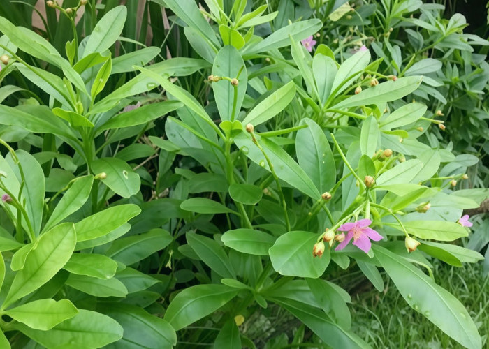 Mengenal Daun Ginseng Jawa, Tanaman Herbal Lokal dengan Segudang Manfaat