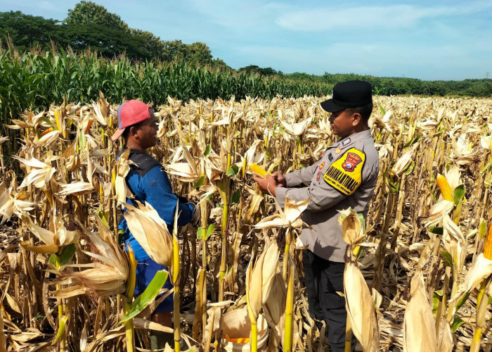 Dukung Ketahanan Pangan, Bhabinkamtibmas Widodaren Monitoring Jagung Warga