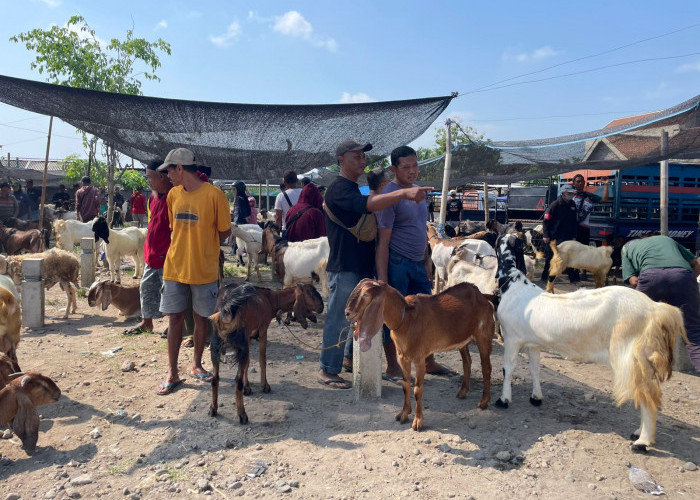 Harga Kambing di Magetan Turun Drastis