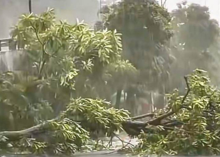 Hujan Deras Disertai Angin Kencang, Belasan Pohon Tumbang di Surabaya