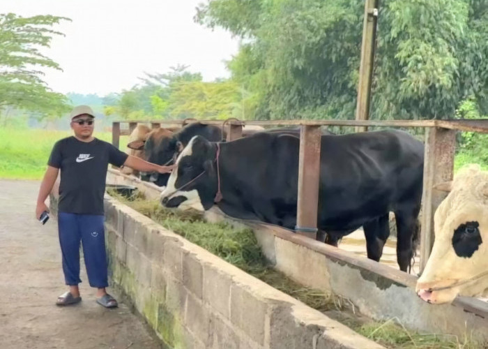 Permintaan Hewan Kurban Melonjak Jelang Iduladha, Herza Farm Pasuruan Catat Kenaikan 90 Persen