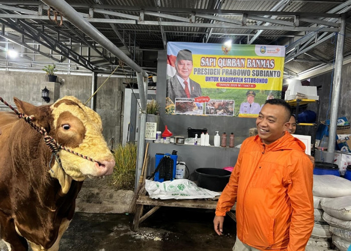 Sapi Simental Jaguar Asal Situbondo Terpilih Jadi Hewan Kurban Presiden Prabowo