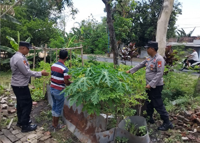 Bhabinkamtibmas Gerih Ngawi Aktif Dampingi Budidaya Cabai Warga Perkuat Ketahanan Pangan
