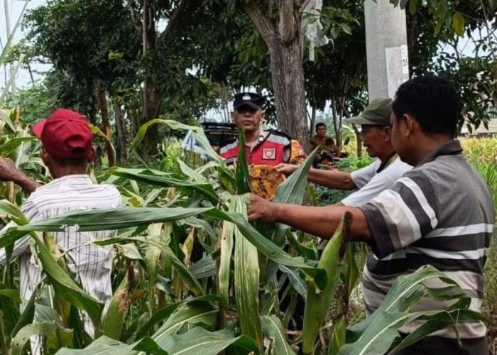 Polsek Krian Optimalkan Pertumbuhan Jagung untuk Ketahanan Pangan