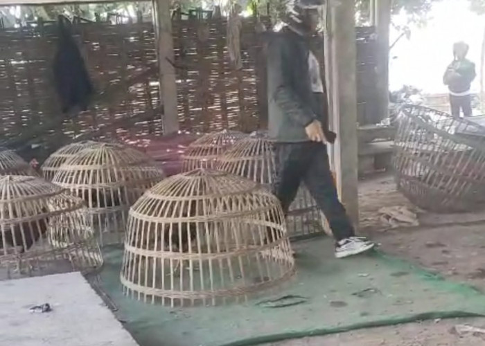 Arena Judi Sabung Ayam TPS Ngaglik Krian Digerebek