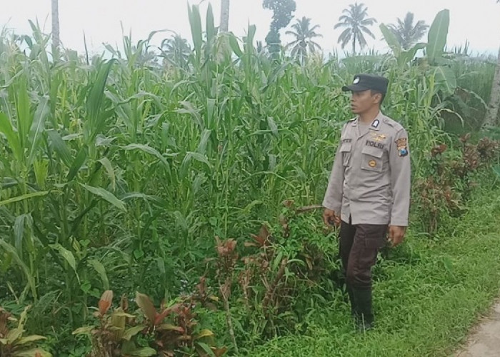 Polsek Pronojiwo Kawal Produktivitas Jagung di Lumajang Dukung Ketahanan Pangan