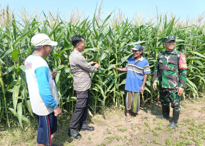 Polisi, TNI dan Petani Sinergi Pantau Pertumbuhan Jagung di Desa Pesawahan Porong