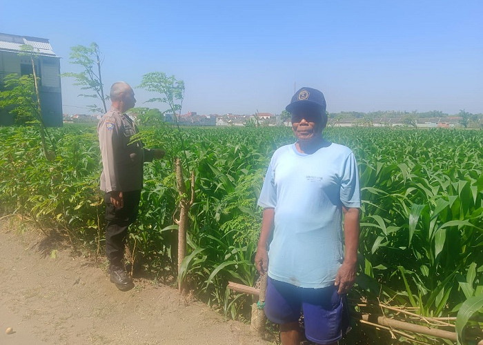 Dukung Swasembada Pangan, Bhabinkamtibmas Sukorame Turun ke Sawah Dampingi Petani Jagung