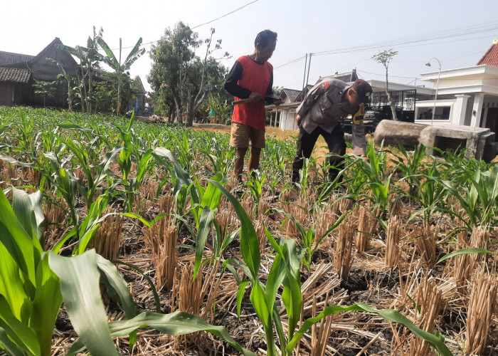 Bhabinkamtibmas Kwadungan Monitoring Budidaya Kacang Panjang, Perkuat Ketahanan Pangan di Ngawi 