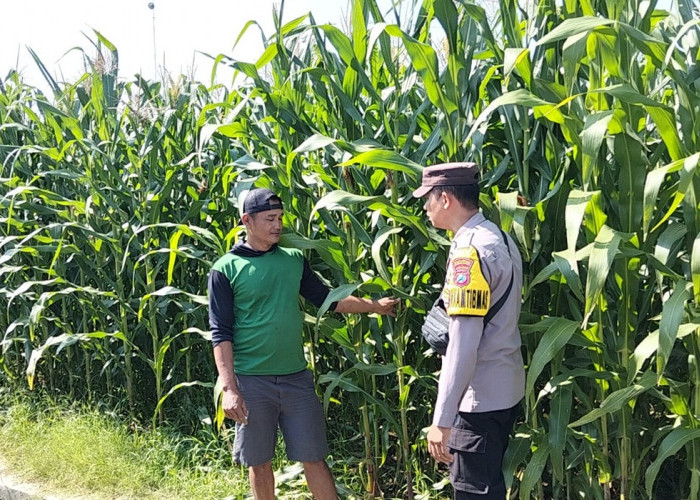 Bhabinkamtibmas Jabon Pantau Pengairan dan Pemupukan Bantu Petani Optimalkan Hasil Jagung