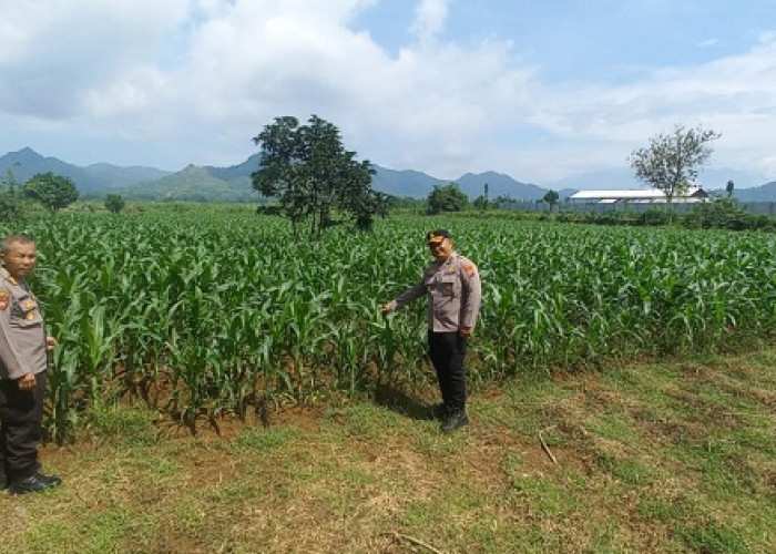 Polres Tulungagung Pantau Tanaman Jagung Poktan untuk Dukung Ketahanan Pangan