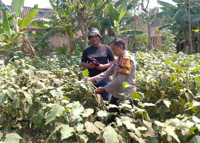 Bhabinkamtibmas Karangjati Pantau Tanaman Terong dan Cabai, Perkuat Ketahanan Pangan Warga