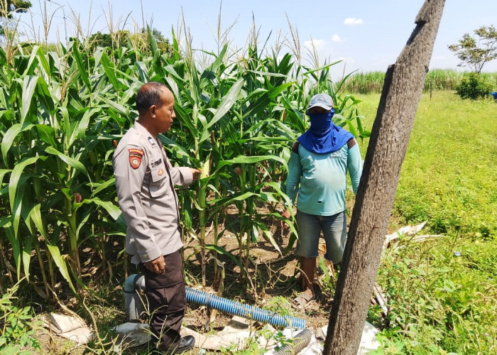 Dukung Swasembada Pangan, Polsek Prambon Pantau Lahan Jagung Terdampak Cuaca Ekstrem