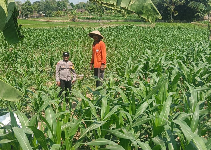 Bhabinkamtibmas Bringin Cek Tanaman Jagung, Dukung Ketahanan Pangan di Ngawi
