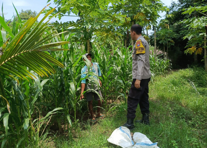 Kawal Program Asta Cita Presiden, Bhabinkamtibmas Polsek Kunir Cek Pertumbuhan Lahan Jagung Warga Desa Sukorej