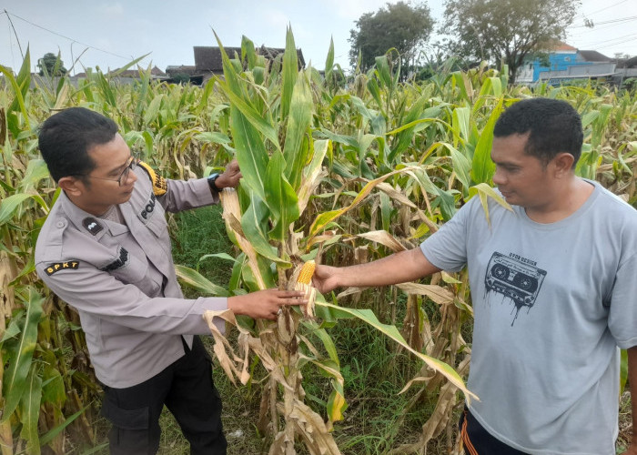 Tanaman Jagung Mulai Berbuah, Polsek Gedangan Intensifkan Pendampingan Ketahanan Pangan