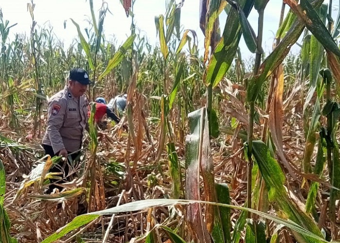 Bhabinkamtibmas Mrican Kediri Dampingi Petani Jagung Perkuat Ketahanan Pangan