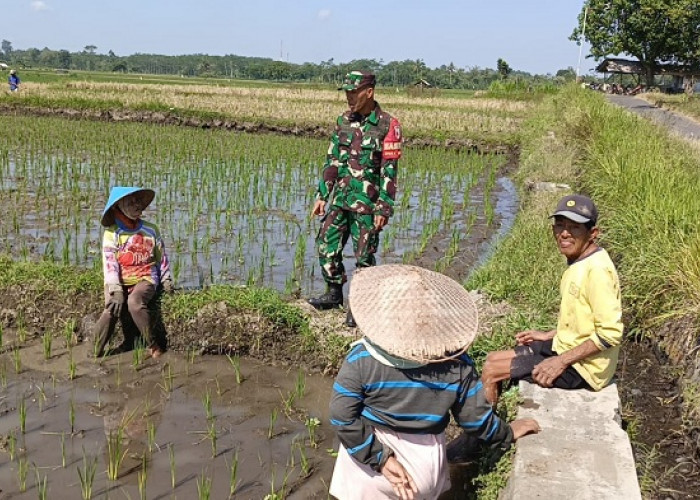 Komsos di Lahan Pertanian Lumajang, Babinsa Sentul Jadi Penyemangat Petani Sumber Tani