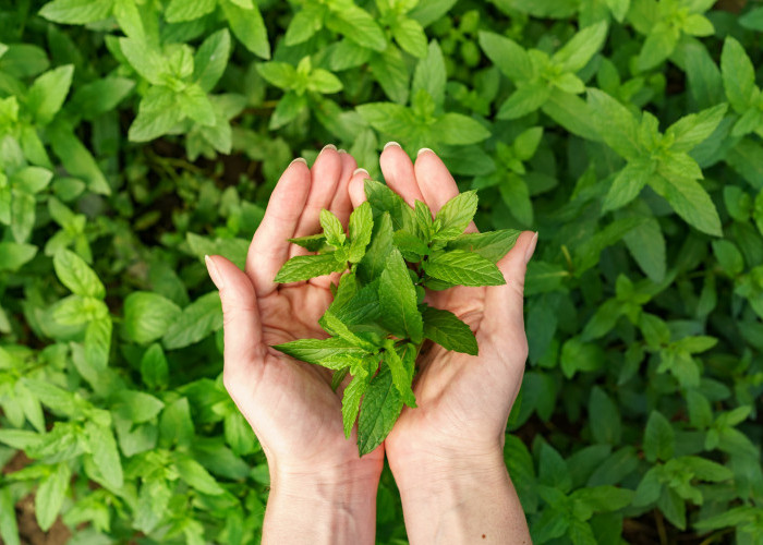 Tanpa Racun, Ini Cara Efektif Mengusir Tikus dari Rumah dengan Bahan Alami