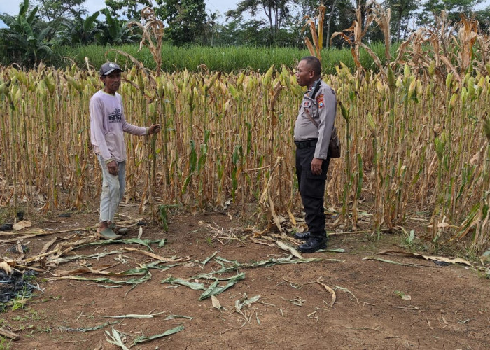 Sinergi Polri-Petani, Bhabinkamtibmas Polsek Kedungjajang Dampingi Petani Jagung Desa Krasak