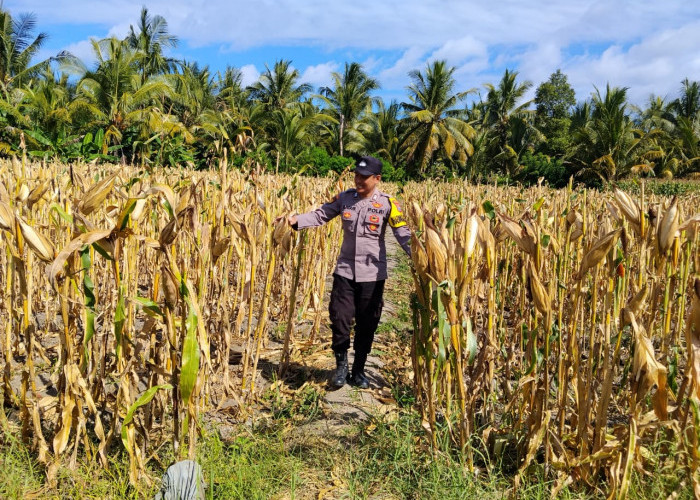 Bhabinkamtibmas Polsek Tempursari Cek Langsung Kesiapan Panen Jagung di Desa Tegalrejo