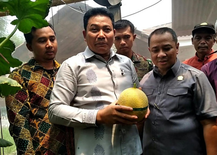 Anggota DPRD dan Bupati Sidoarjo Panen Melon di Candinegoro Wonoayu