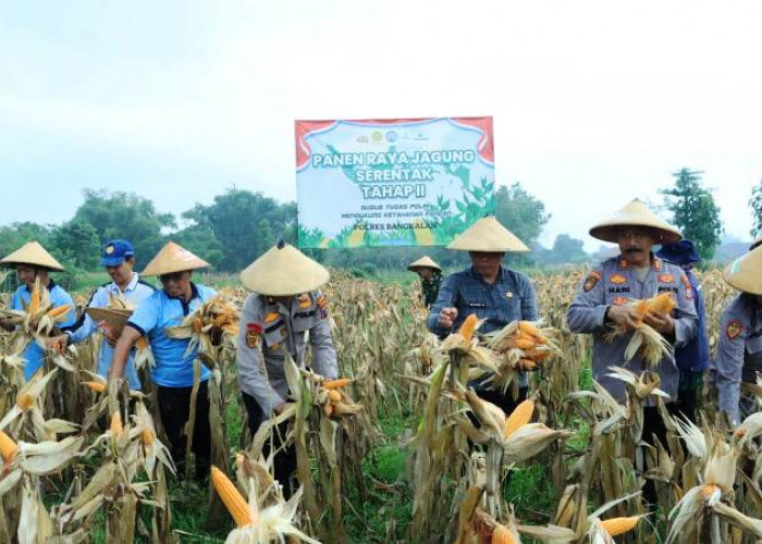 Dukung Program Ketahanan Pangan, Polres Bangkalan Helat Panen Raya Kedua Tanaman Jagung di Dusun Rojing