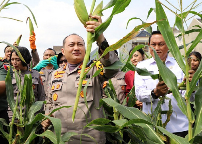 Panen Raya Jagung Serentak Kota Malang, Capai 1,8 Ton Jagung 