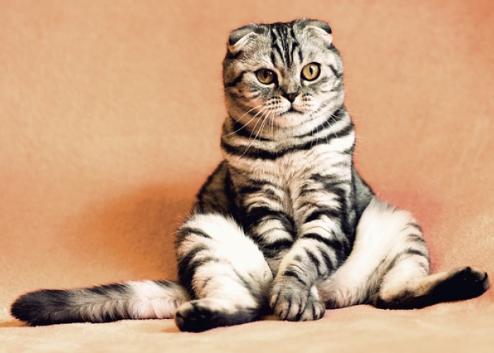 10 Fakta Unik Kucing yang Wajib Diketahui