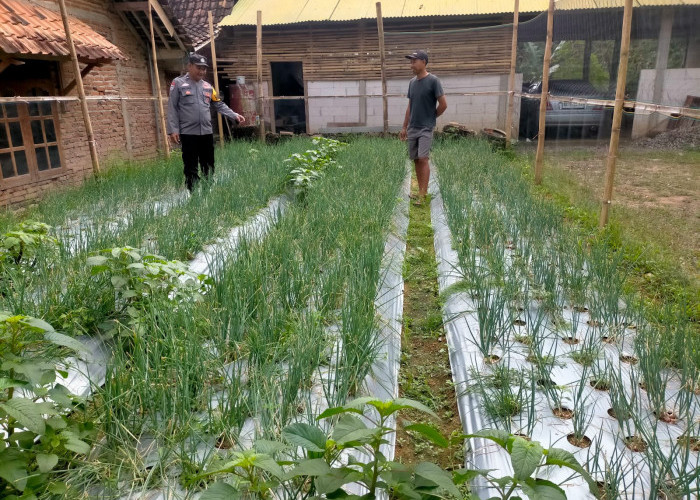 Bhabinkamtibmas Widodaren Monitoring Budidaya Bawang Merah, Dorong Ketahanan Pangan