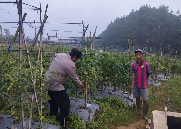 Bhabinkamtibmas Polsek Nongkojajar Pantau Tanaman Tomat Dukung Ketahanan Pangan di Pasuruan