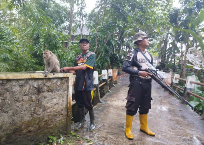 Serangan Monyet Liar di Jember Memakan Korban Lagi, Polisi Terjunkan Sniper