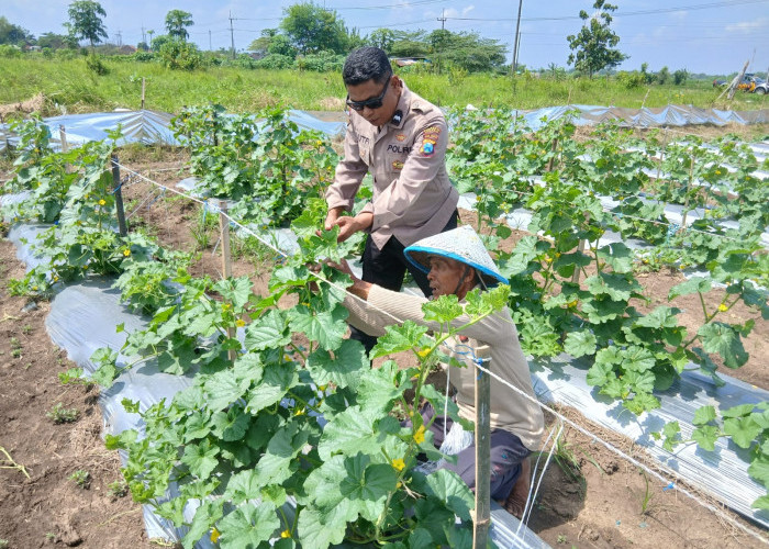 Polsek Tarik Monitoring Ketahanan Pangan Petani Melon di Desa Gampingrowo