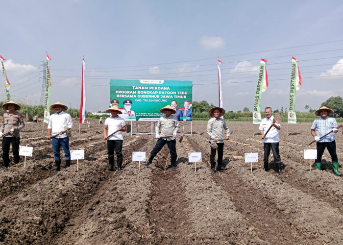 Bongkar Ratoon Tebu Dimulai, Pemkab Tulungagung Kejar Target 150 Ton per Hektare