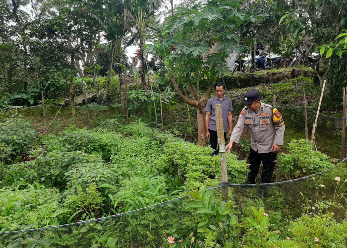 Bhabinkamtibmas Ngrambe Monitoring Pekarangan Pangan Bergizi Warga, Dukung Ketahanan Pangan di Ngawi 