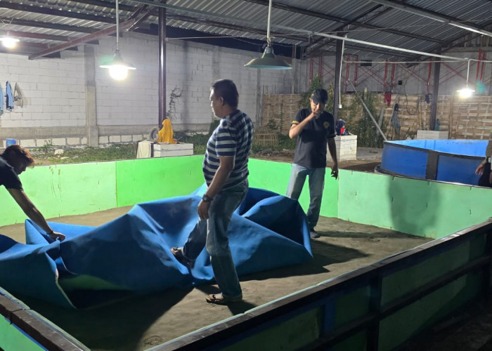 Polsek Candi Bongkar Arena Sabung Ayam di Klurak