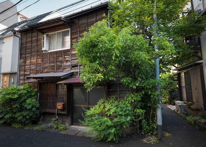 Mengapa Daun Tampak Diam Saat Idulfitri? Ini Penjelasannya Menurut Agama dan Sains