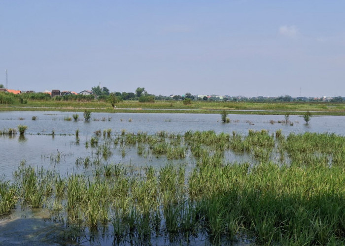 158 Hektar Sawah Terendam Banjir, Petani Rejoso dan Winongan Cemas