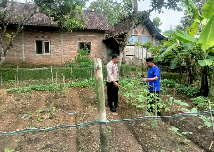 Bhabinkamtibmas Jogorogo Monitoring Budidaya Tomat Warga, Perkuat Ketahanan Pangan di Ngawi