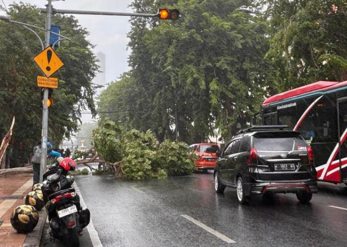 Waspada, Sehari Ada 8 Pohon Tumbang di Kota Surabaya, Simak Lokasinya