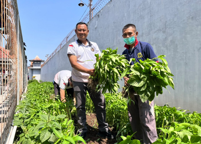 Lahan Sempit Disulap Subur, Lapas Jember Panen 30 Kg Kangkung Segar dari Area Brandgang