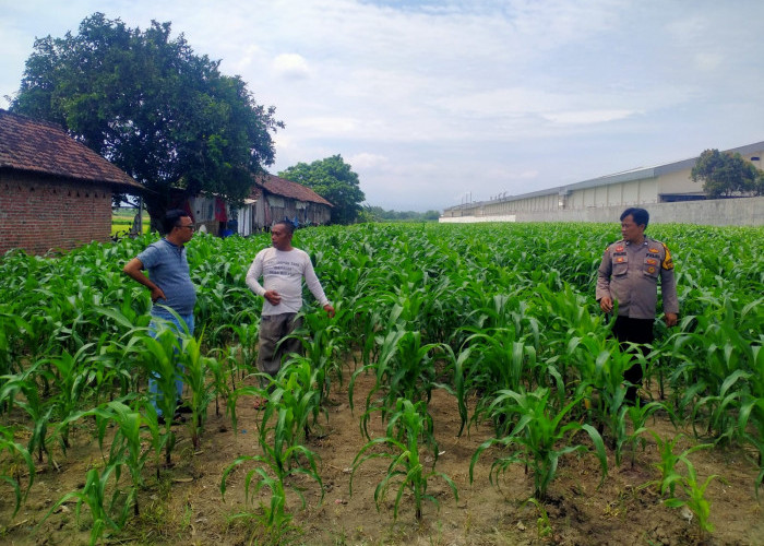 Polsek Prambon Dampingi Petani Kontrol Tanaman Jagung, Antisipasi Serangan Hama Ulat