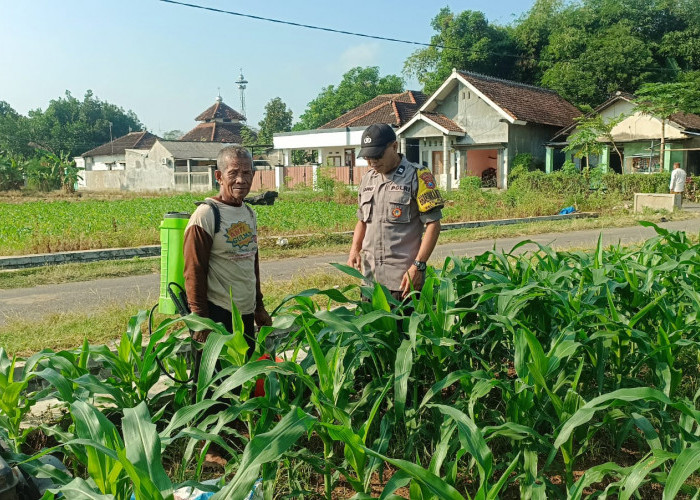 Bhabinkamtibmas Polsek Mojoroto Cek Pertumbuhan Jagung, Perkuat Ketahanan Pangan