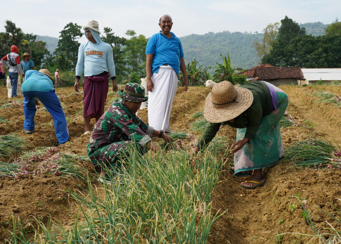 Satgas TMMD 127 Perkuat Swasembada Lewat Panen Bawang