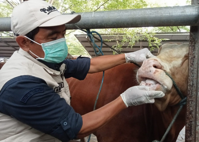 Jelang Iduladha, Puluhan Sapi dan Kambing di Tulungagung Diperiksa