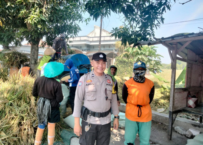 Dukung Ketahanan Pangan, Bhabinkamtibmas Polsek Ngawi Kota Monitoring Panen Padi Warga